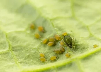 Aphis gossypii: A Threat to Cotton Crops