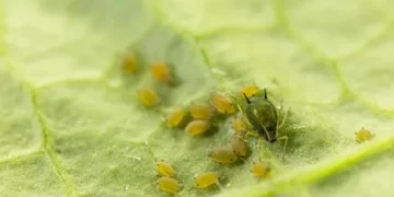 Aphis gossypii: A Threat to Cotton Crops