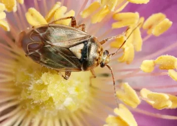Understanding Tarnished Plant Bug Infestation and Its Effects on Crops