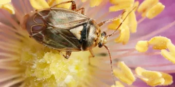 Understanding Tarnished Plant Bug Infestation and Its Effects on Crops