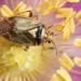 Understanding Tarnished Plant Bug Infestation and Its Effects on Crops