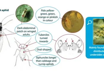 The Green Peach Aphid: A Threat to Crops – Prevention and Control Measures