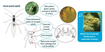 The Green Peach Aphid: A Threat to Crops – Prevention and Control Measures