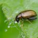 CombattingFleaBeetleInfestation: Strategies for Protecting Your Crops