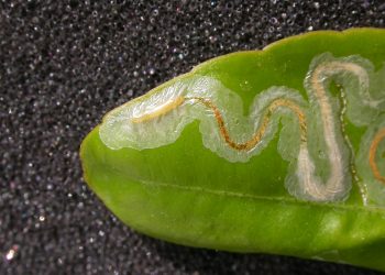 LeafMinerOutbreak: Understanding the Threat of Pegomya Hyoscyami and Its Consequences