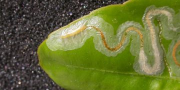 LeafMinerOutbreak: Understanding the Threat of Pegomya Hyoscyami and Its Consequences