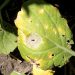 BlackRingSpot: Understanding the Impact of Leptosphaeria maculans on Cruciferous Crops