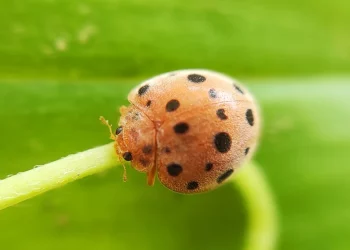 Mexican Bean Beetle: Understanding the Threat and How to Manage It