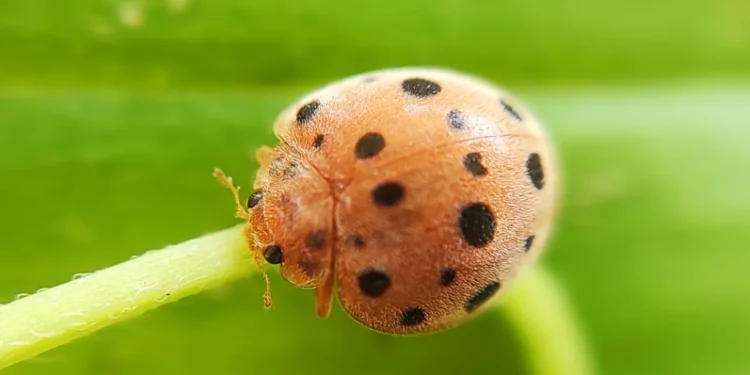 Mexican Bean Beetle: Understanding the Threat and How to Manage It