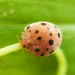 Mexican Bean Beetle: Understanding the Threat and How to Manage It