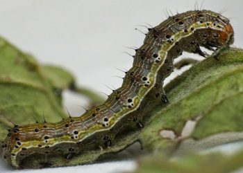 Protecting Your Crops: The Latest Strategies for Controlling the Helicoverpa Caterpillar