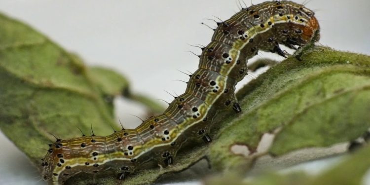 Protecting Your Crops: The Latest Strategies for Controlling the Helicoverpa Caterpillar