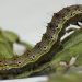 Protecting Your Crops: The Latest Strategies for Controlling the Helicoverpa Caterpillar