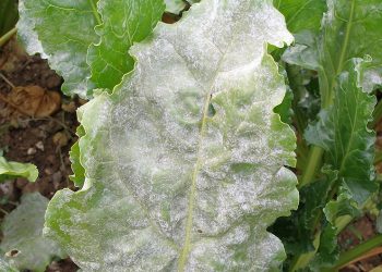 #PowderyMildewControl: How to Prevent and Treat Erysiphe cruciferarum in Plants