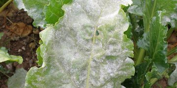 #PowderyMildewControl: How to Prevent and Treat Erysiphe cruciferarum in Plants
