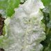 #PowderyMildewControl: How to Prevent and Treat Erysiphe cruciferarum in Plants