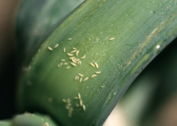 How to Control Onion Thrips Infestation in Your Farm?