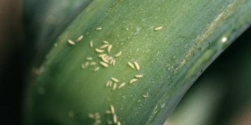 How to Control Onion Thrips Infestation in Your Farm?