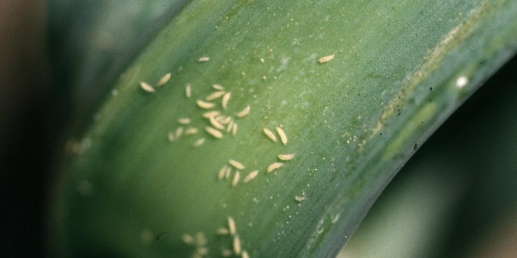 How to Control Onion Thrips Infestation in Your Farm?