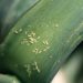 How to Control Onion Thrips Infestation in Your Farm?