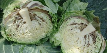 BacterialSoftRot: Understanding Pectobacterium carotovorum and Its Consequences