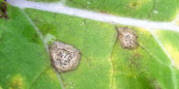 BlacklegFungusOutbreak: Understanding the Impact of Phoma Lingam on Agricultural Crops