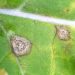 BlacklegFungusOutbreak: Understanding the Impact of Phoma Lingam on Agricultural Crops