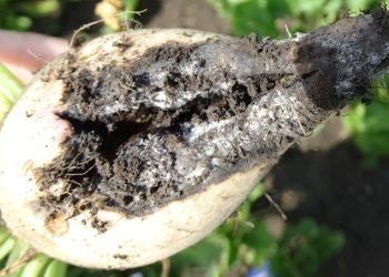 FightingGrayMold: Strategies to Combat Botrytis Cinerea in Plants