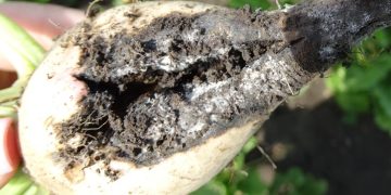 FightingGrayMold: Strategies to Combat Botrytis Cinerea in Plants