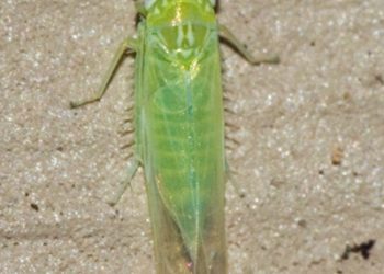 Protecting Your Potato Crops from the Devastating Effects of the Potato Leafhopper