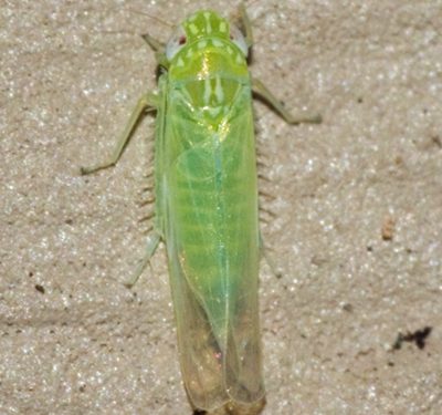 Protecting Your Potato Crops from the Devastating Effects of the Potato Leafhopper