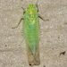 Protecting Your Potato Crops from the Devastating Effects of the Potato Leafhopper