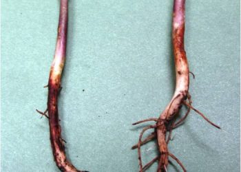 DampingOffPythiumAphanidermatum: Understanding and Preventing Seedling Loss
