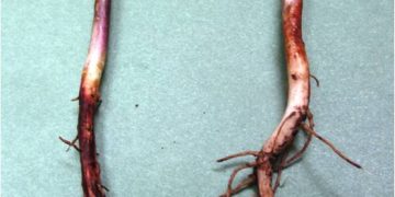 DampingOffPythiumAphanidermatum: Understanding and Preventing Seedling Loss