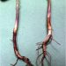 DampingOffPythiumAphanidermatum: Understanding and Preventing Seedling Loss