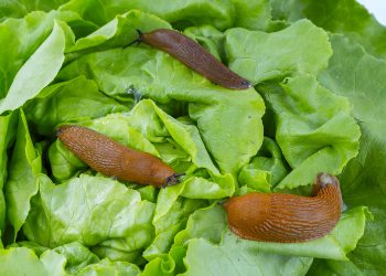 ProtectingArionSpp: How to Preserve the Diversity of Slug Species