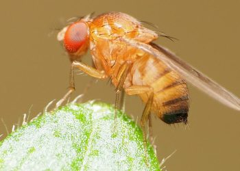 Managing Spotted Wing Drosophila: Strategies for Farmers and Agronomists