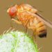 Managing Spotted Wing Drosophila: Strategies for Farmers and Agronomists