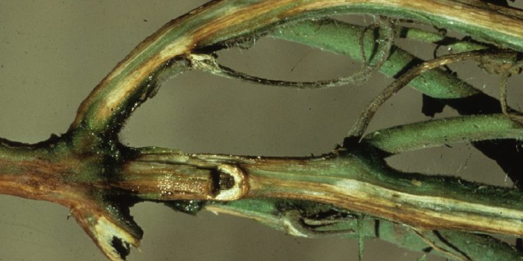 FightingFusarium: Understanding and Combating Fusarium Wilt Caused by Fusarium Oxysporum