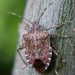 Battling the Brown Marmorated Stink Bug: Latest Research and Strategies for Farmers
