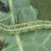 The Melonworm Menace: How to Mitigate the Damage and Save Your Crops