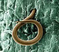 Root-Knot Nematodes: A Silent Killer of Your Crops