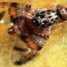 Fighting Back Against the Mediterranean Fruit Fly: Latest Strategies for Farmers