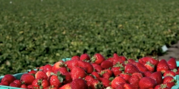 Abnormally Wet Weather Damages Strawberry Crop in Kashmir, Farmers in Distress