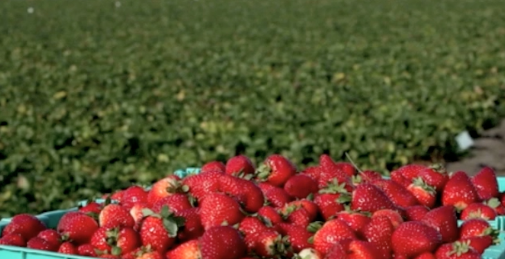 Abnormally Wet Weather Damages Strawberry Crop in Kashmir, Farmers in Distress