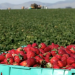 Abnormally Wet Weather Damages Strawberry Crop in Kashmir, Farmers in Distress