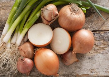 Unleashing the Hidden Potential: Optimizing Zinc Application for Enhanced Onion Cultivation