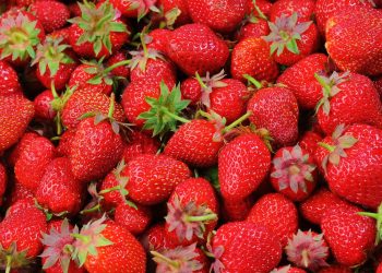 Growing Strawberries Sparks Fierce Controversy