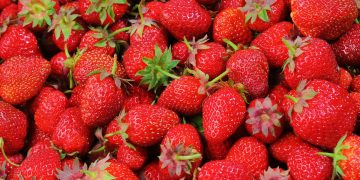 Growing Strawberries Sparks Fierce Controversy