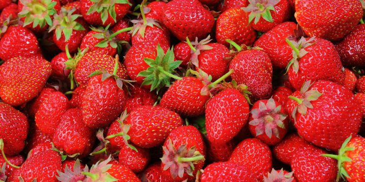 Growing Strawberries Sparks Fierce Controversy